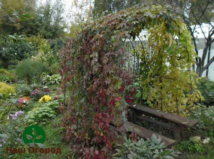 If you want to have an arch decorated with flowering lemongrass by autumn, you can pre-place seedlings around its perimeter.