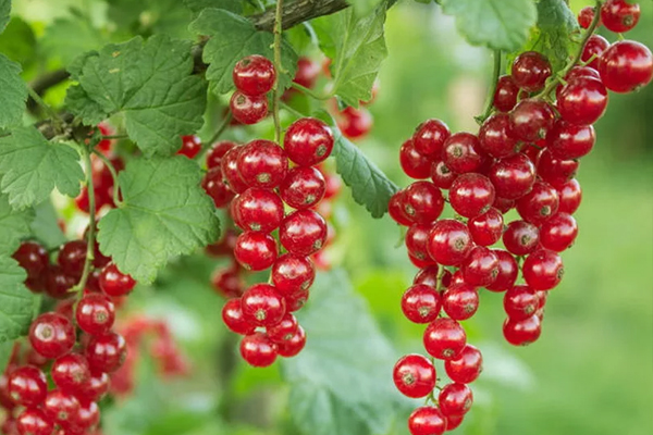 variétés de groseilles rouges