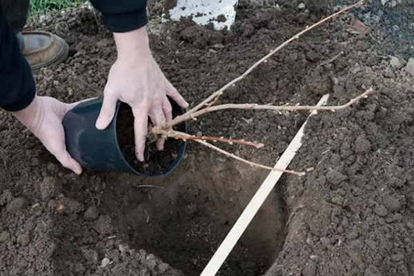 planter des groseilles rouges