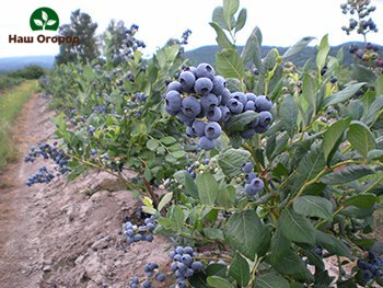 Young blueberry seedlings