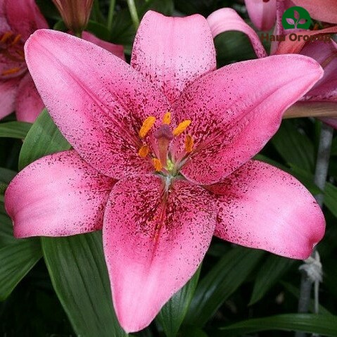 Lily variety Royal Kiss
