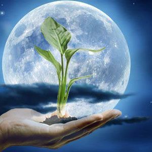The lunar horoscope, according to many, has an impact on the growth of cultures
