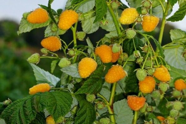 raspberry golden domes
