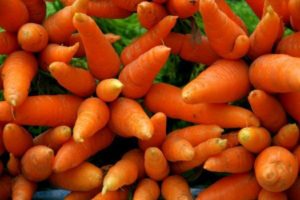 récolte de carottes