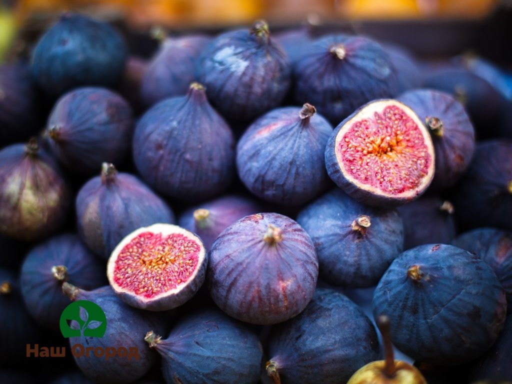 Fig is not a fruit, not a berry or a fruit. This is an inflorescence of a tree of the genus ficus carica.