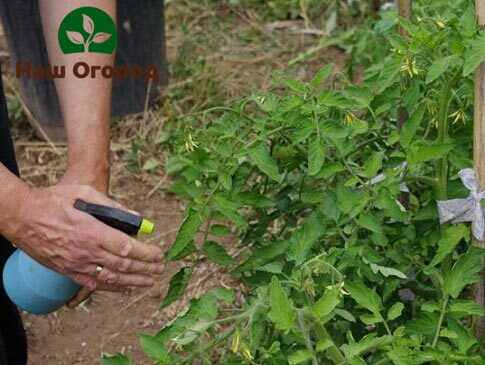 Ureia como tempero superior para tomates