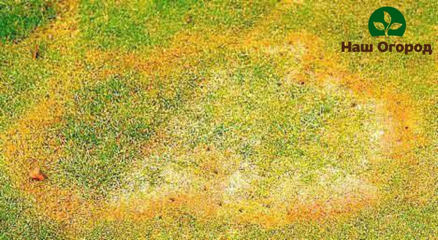 L'herbe qui forme des cercles de sorcières jaunit et se fane rapidement