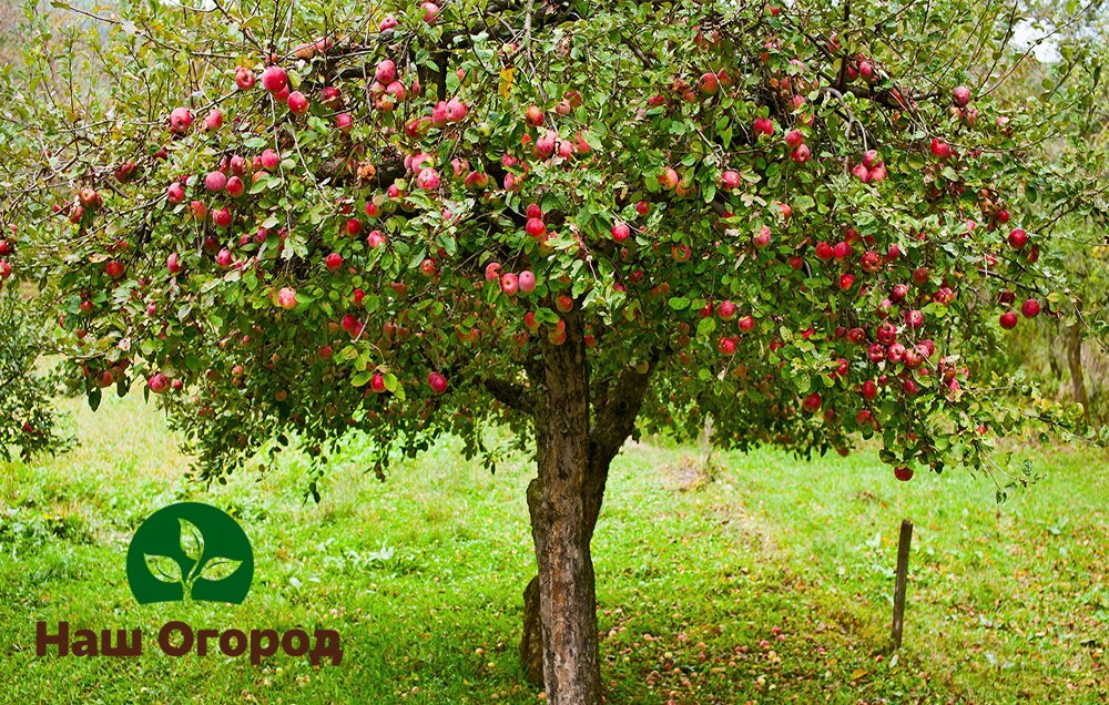 Árvores frutíferas grandes requerem mais manutenção.