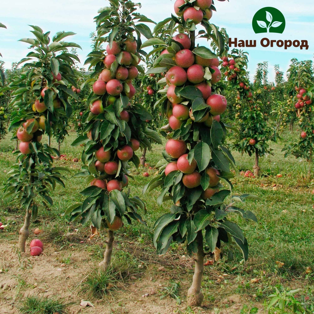 árvores frutiferas