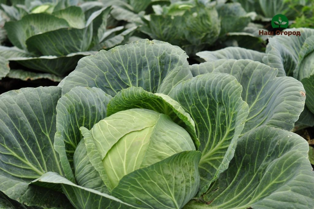 cabbage harvest