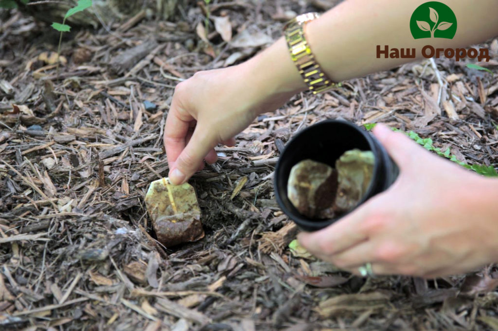Vous pouvez également nourrir les plantes avec des sachets de thé usagés.