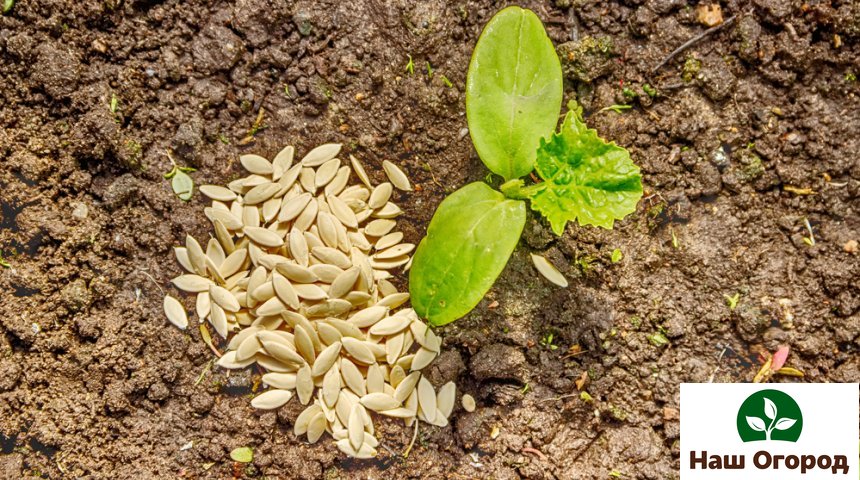 Les concombres peuvent être plantés sans pépins.