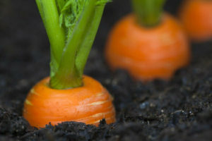 Comment faire pousser des carottes: secrets