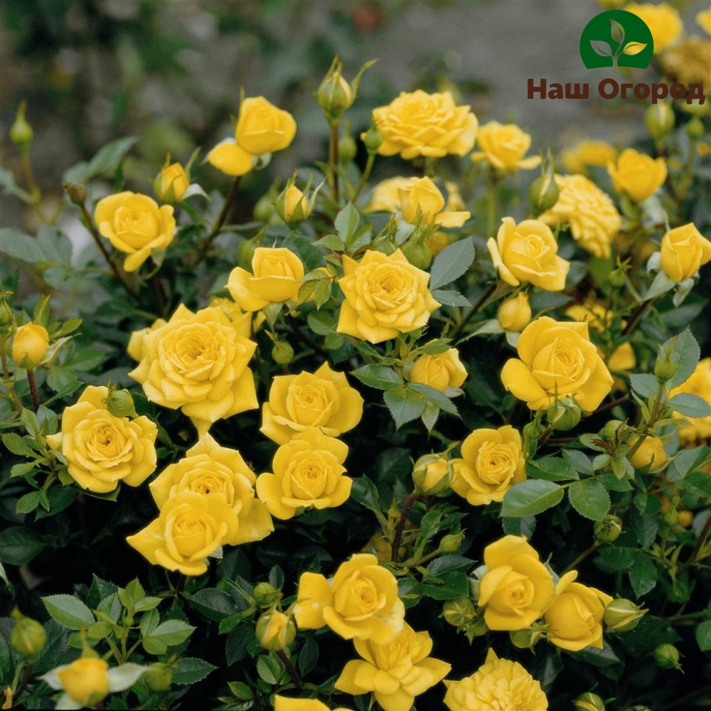 yellow variety of miniature roses Yellow Bentham