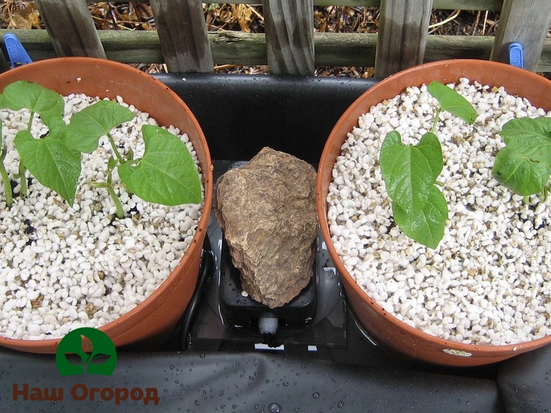 Perlite is an excellent drainage agent for indoor plants