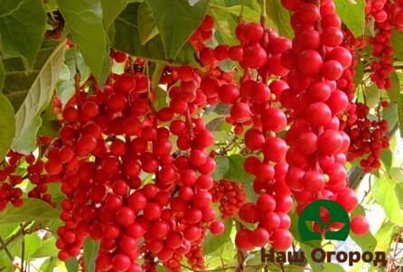 Schisandra variety Pervenets