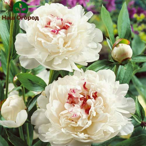 White peony of Festival Maxim