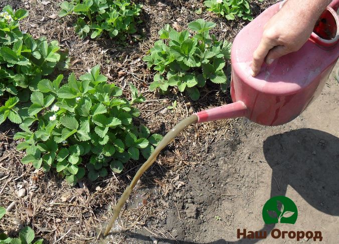 Nourrir les plantes avec du lisier