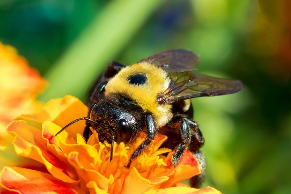 Beneficial insects of bees