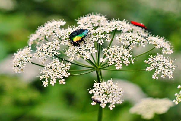 Useful weeds