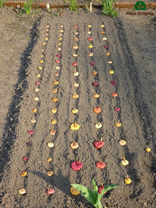 Planter des bulbes de glaïeuls colorés