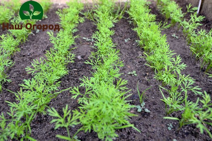 Ainda muito jovem, o endro precisa de alimentação adicional.