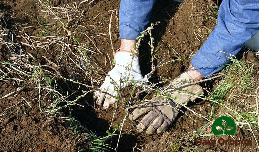 When planting a gooseberry bush in a planting hole, fertilizer must be applied to it