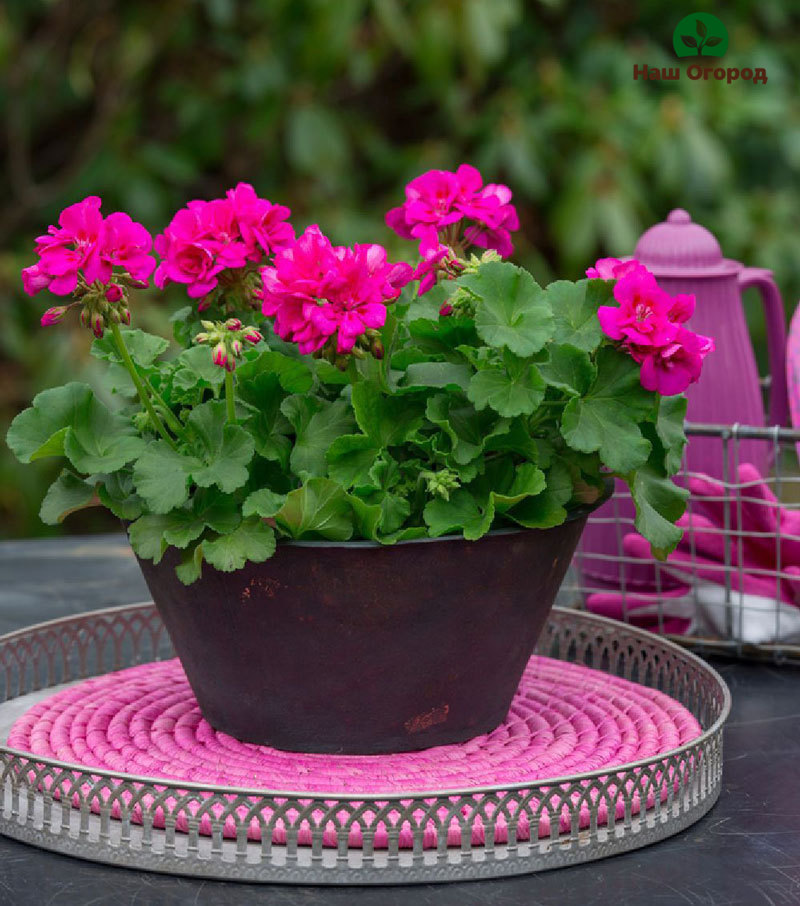 garden geranium