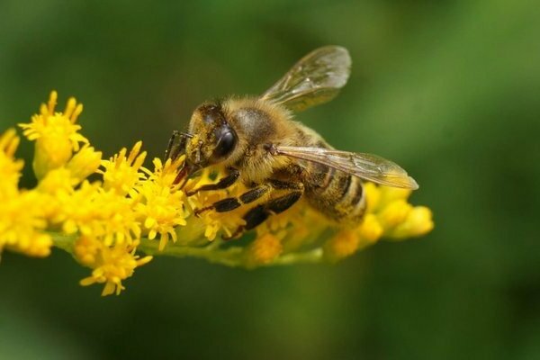 bee preparation