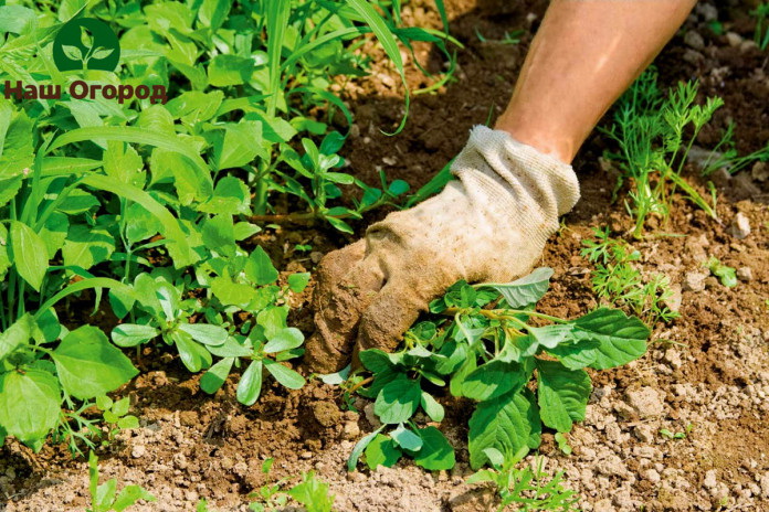 Weeds must be uprooted