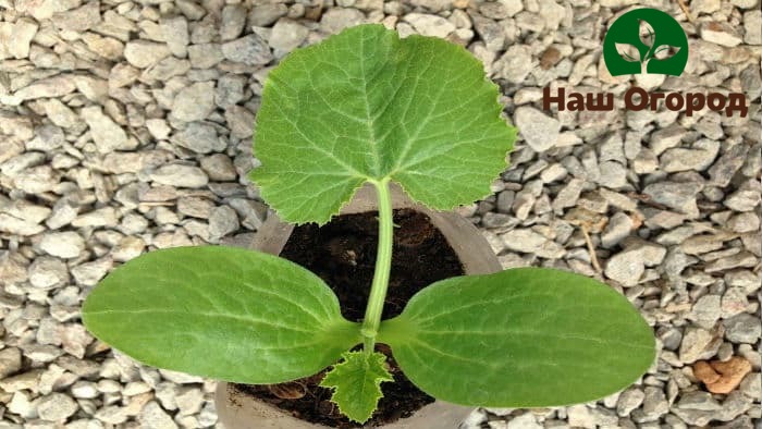 In no case should you water the seedlings with cold, and even more so with ice water.