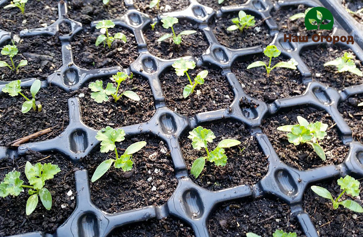 Seedling parsley