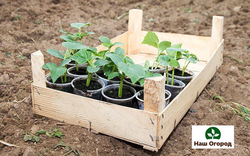 Experienced gardeners advise using the seedling method.