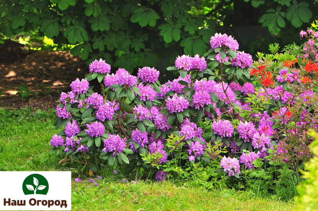 Subject to competent agricultural techniques, rhododendrons will bloom throughout the season.