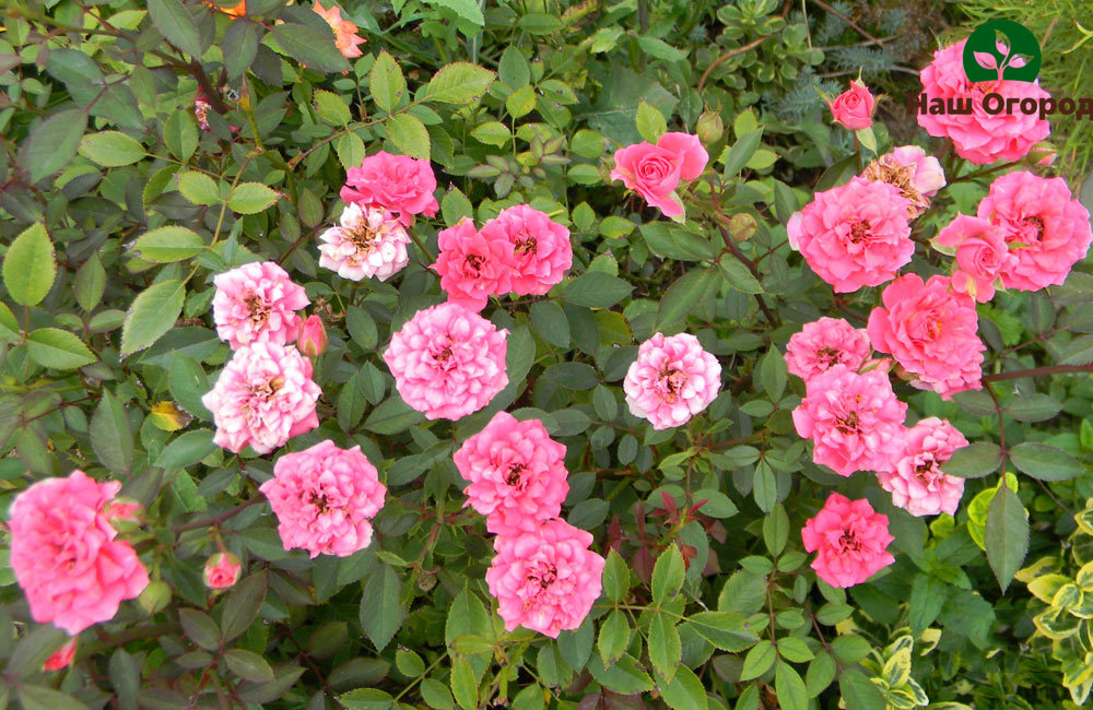 Miniature roses