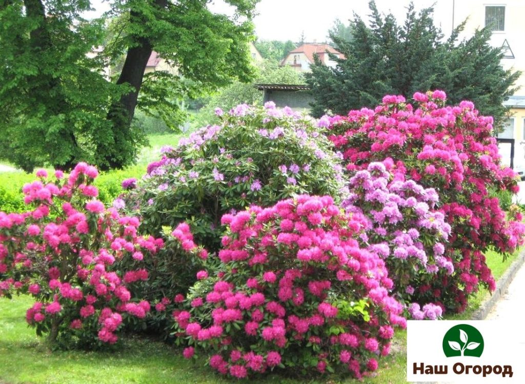 These shrubs are great during flowering.