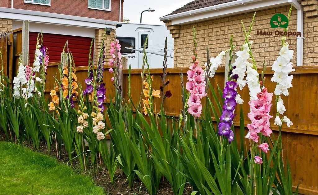 Blumenbeetdekoration - Gladiole.