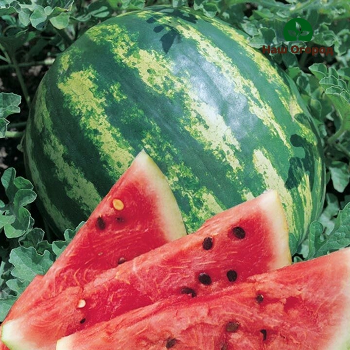 Wassermelone ist reich an verschiedenen Vitaminen wie C, B1, B2.