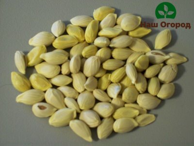 Orange seeds, with which you can get a rich citrus harvest in the future