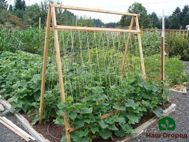 A possible design option for a trellis for cucumbers