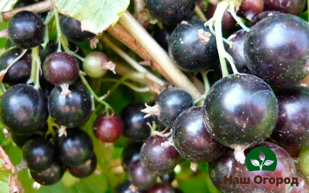 Currant varieties Seedling dove