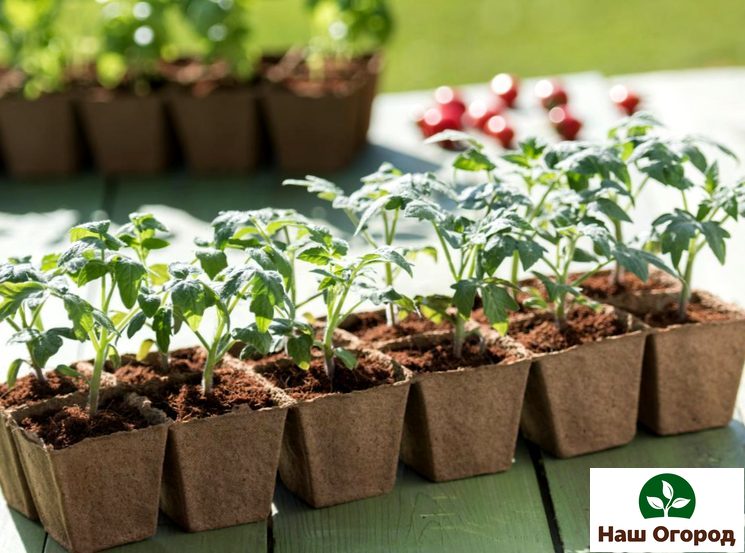 L'une des façons de transplanter des tomates est la cueillette.