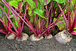 culture de cultivars de betterave