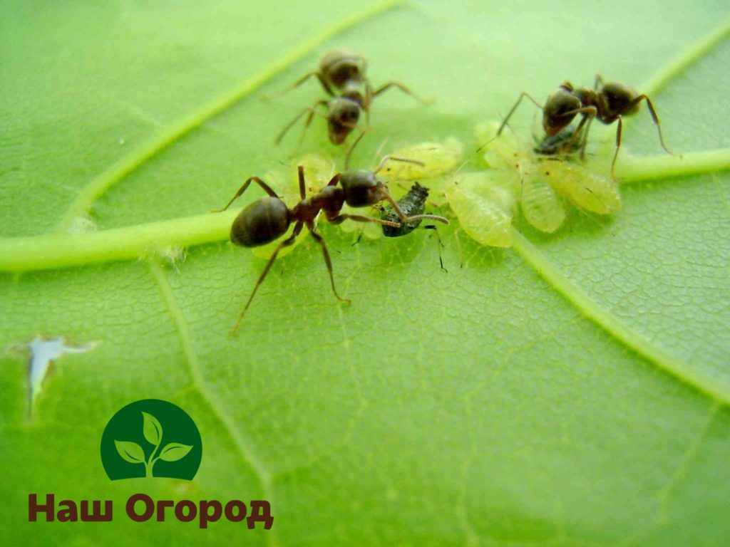 Ants and aphids are an inseparable pair of insects, so you can get rid of ants by removing aphids from the garden
