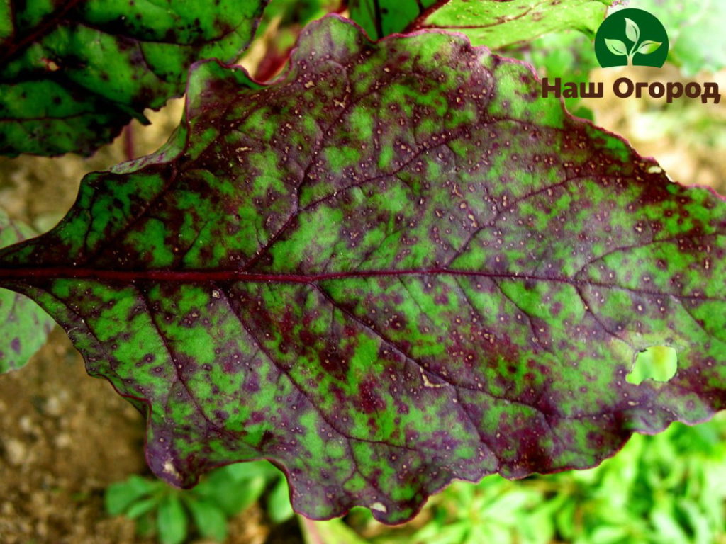 Folhas de beterraba afetadas por cercospora