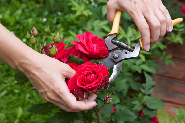 care for roses