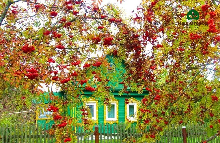 rowan cultivation