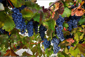 photo de raisin