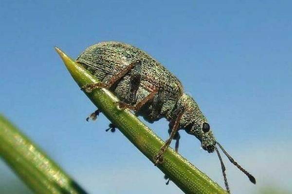 pear leaf pests