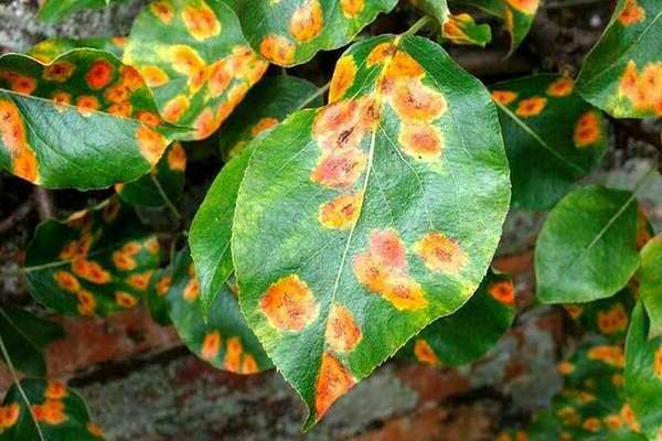 pear leaf pests